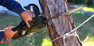 How Our Tree Care Process Works  in  Belwood, NC